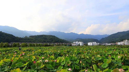 情系森林 綠滿鄉(xiāng)村 湖南省國家級森林鄉(xiāng)村風光掠影 四