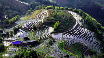 紫鵲界盛裝啟航，9月8日正式向游客開放，園區(qū)管理服務(wù)全面升級